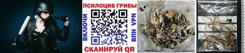 mega рабочий сайт  Медынь  Псилоцибиновые грибы Psilocybe 